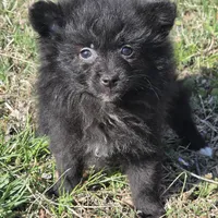Sujo , a female Pomeranian for sale in Hazelwood, MO – Photo 3 of 8