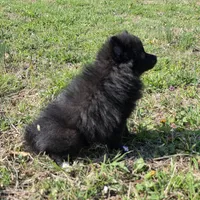Sujo , a female Pomeranian for sale in Hazelwood, MO – Photo 8 of 8