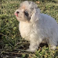 Piebald Merle Blue Eye , a male Yorkshire Terrier and Poodle - Toy  for sale in Hazelwood, MO – Photo 1 of 2