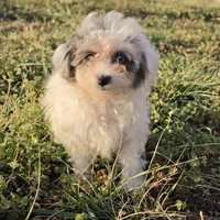 Piebald Merle Blue Eye , a male Yorkshire Terrier and Poodle - Toy  for sale in Hazelwood, MO – Photo 2 of 2