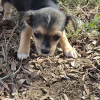 Catie, a female Chihuahua for sale in Hazelwood, MO – Photo 2 of 2