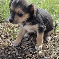 Catie, a female Chihuahua for sale in Hazelwood, MO – Photo 1 of 2