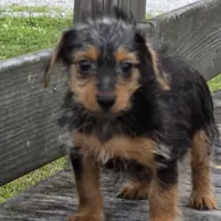 Merno, a male Yorkshire Terrier for sale in Hazelwood, MO – Photo 1 of 2