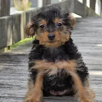 Chanel, a female Yorkshire Terrier for sale in Hazelwood, MO – Photo 3 of 4