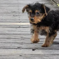 Chanel, a female Yorkshire Terrier for sale in Hazelwood, MO – Photo 4 of 4