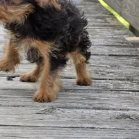 Chanel, a female Yorkshire Terrier for sale in Hazelwood, MO – Photo 2 of 4