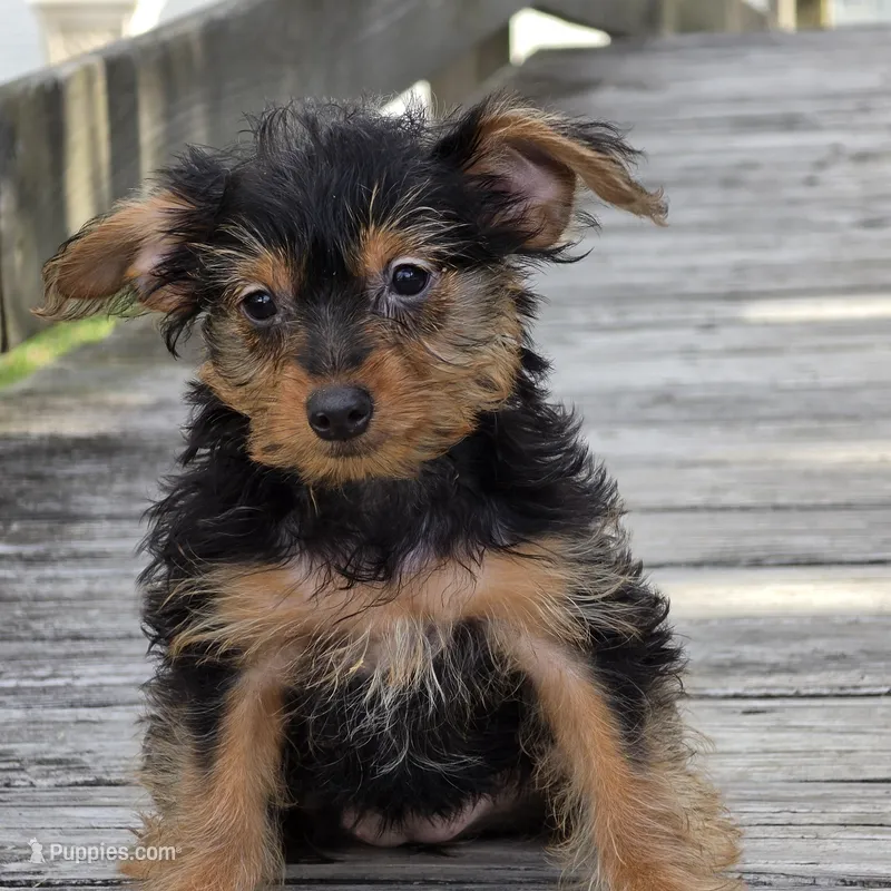 Chanel – Yorkshire Terrier puppy for sale in Hazelwood, MO