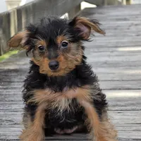 Chanel, a female Yorkshire Terrier for sale in Hazelwood, MO – Photo 1 of 4