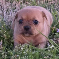 Tiny Potato , a female Chihuahua for sale in Hazelwood, MO – Photo 5 of 5