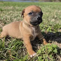 Tiny Potato  , a female Chihuahua for sale in Hazelwood, MO – Photo 4 of 4