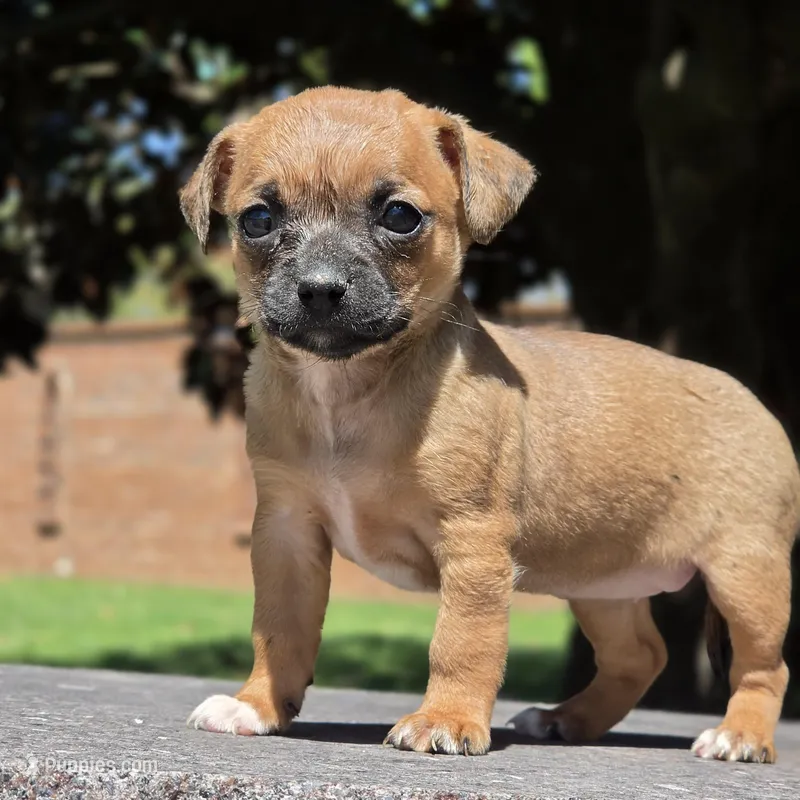 Tiny Potato   – Chihuahua puppy for sale in Hazelwood, MO