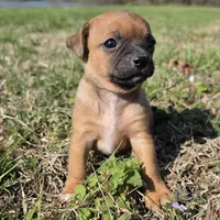 Tiny Potato  , a female Chihuahua for sale in Hazelwood, MO – Photo 3 of 4