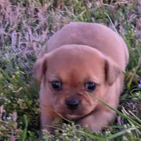 Tiny Potato , a female Chihuahua for sale in Hazelwood, MO – Photo 2 of 5