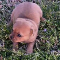 Tiny Potato , a female Chihuahua for sale in Hazelwood, MO – Photo 4 of 5