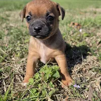 Tiny Potato  , a female Chihuahua for sale in Hazelwood, MO – Photo 2 of 4