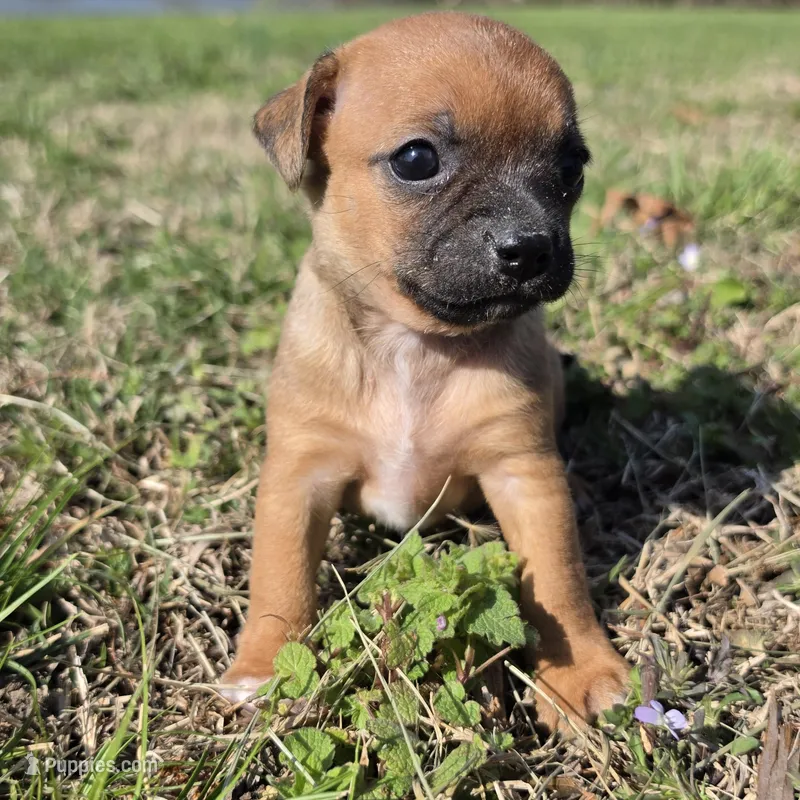 Tiny Potato  , a female Chihuahua for sale in Hazelwood, MO – Photo 1 of 4