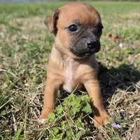 Tiny Potato  , a female Chihuahua for sale in Hazelwood, MO – Photo 1 of 4