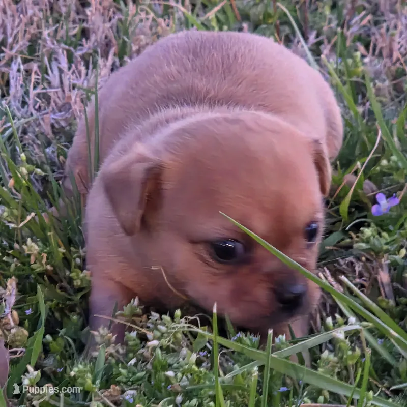 Tiny Potato  – Chihuahua puppy for sale in Hazelwood, MO