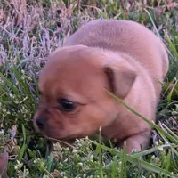 Tiny Potato , a female Chihuahua for sale in Hazelwood, MO – Photo 3 of 5