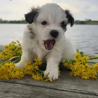 Sassy, a female Maltese and Shih Tzu for sale in Hazelwood, MO – Photo 2 of 4