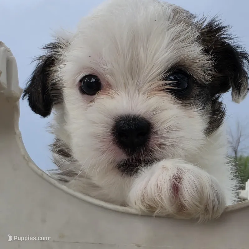 Sassy – Maltese, Shih Tzu puppy for sale in Hazelwood, MO