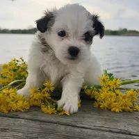 Sassy, a female Maltese and Shih Tzu for sale in Hazelwood, MO – Photo 3 of 4