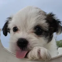 Sassy, a female Maltese and Shih Tzu for sale in Hazelwood, MO – Photo 4 of 4