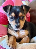 Dobby, a male Chihuahua for sale in Hazelwood, MO – Photo 2 of 2