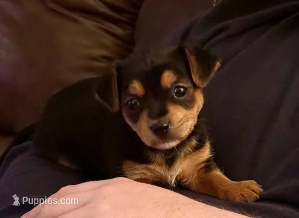 Dobby, a male Chihuahua for sale in Hazelwood, MO – Photo 1 of 2