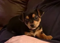 Dobby, a male Chihuahua for sale in Hazelwood, MO – Photo 1 of 2