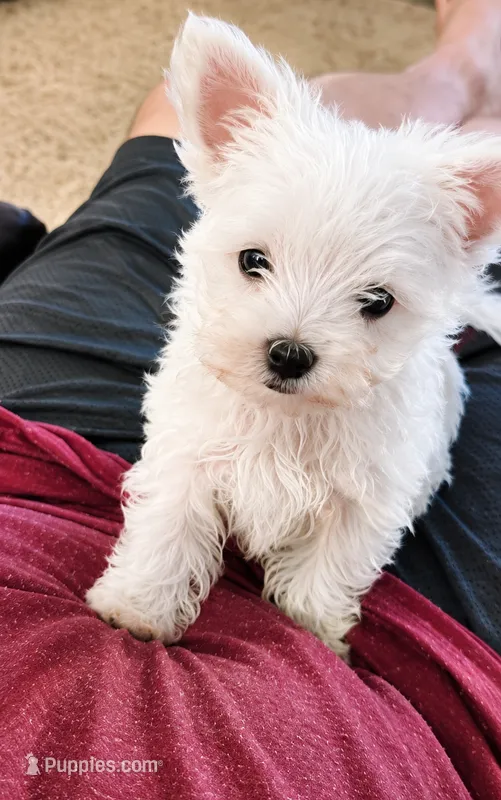 CKC Malipoo-GIRL – Maltipoo puppy for sale in Birmingham, AL