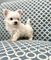 CKC Malipoo-GIRL, a female Maltipoo for sale in Birmingham, AL – 2 of 2