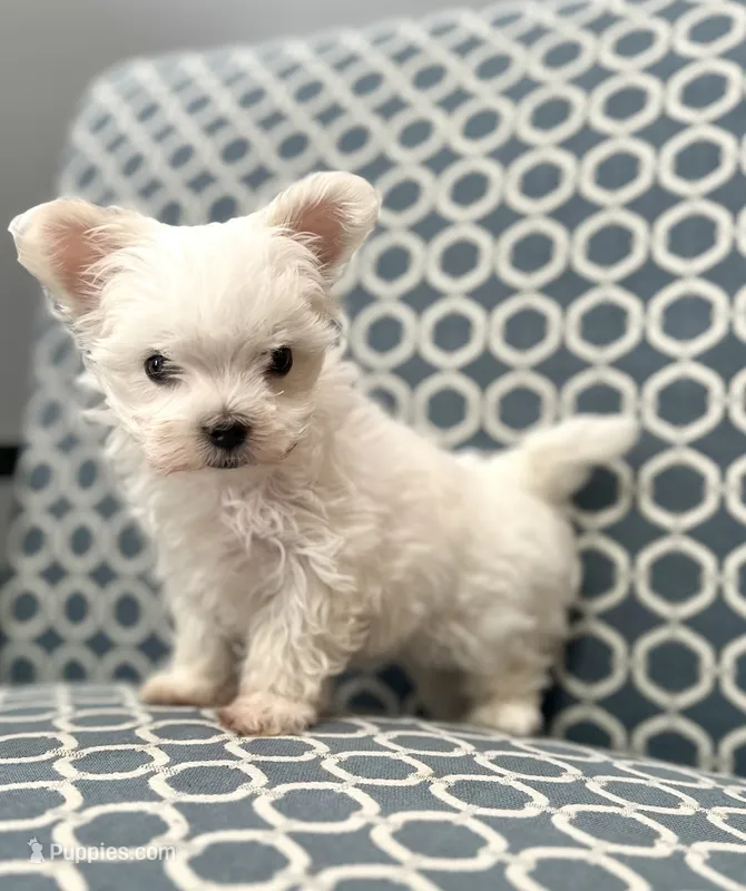 CKC Malipoo-GIRL – Maltipoo puppy for sale in Birmingham, AL