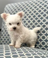 CKC Malipoo-GIRL, a female Maltipoo for sale in Birmingham, AL – 1 of 2