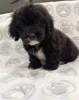 Mazi, a male Yorkipoo for sale in Pensacola, FL – 3 of 8