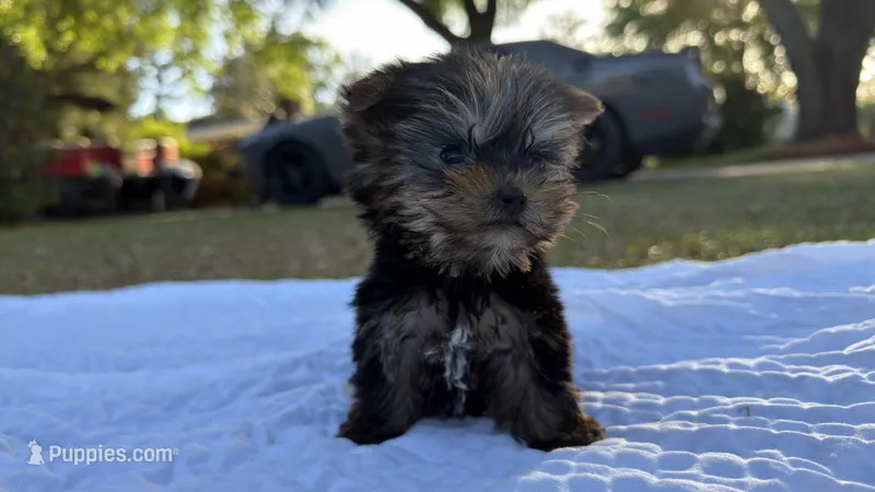 Lacy TINY TEACUP – Yorkshire Terrier puppy for sale in Fort Walton Beach, FL