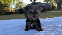 Lacy TINY TEACUP, a female Yorkshire Terrier for sale in Fort Walton Beach, FL – Photo 2 of 10