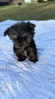 Lacy TINY TEACUP, a female Yorkshire Terrier for sale in Fort Walton Beach, FL – Photo 5 of 10