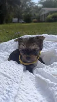Lacy (yellow), a female Yorkshire Terrier for sale in Fort Walton Beach, FL – Photo 2 of 5