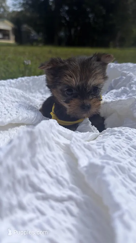 Lacy (yellow) – Yorkshire Terrier puppy for sale in Fort Walton Beach, FL