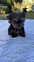 Lacy TINY TEACUP, a female Yorkshire Terrier for sale in Fort Walton Beach, FL – Photo 3 of 10