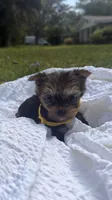 Lacy (yellow), a female Yorkshire Terrier for sale in Fort Walton Beach, FL – Photo 4 of 5