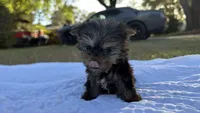 Lacy TINY TEACUP, a female Yorkshire Terrier for sale in Fort Walton Beach, FL – Photo 4 of 10