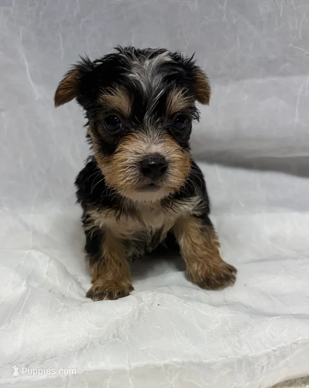 Axel – Yorkshire Terrier puppy for sale in Destin, FL