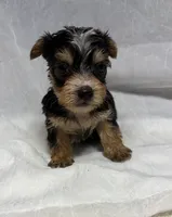 Axel, a male Yorkshire Terrier for sale in Destin, FL – 1 of 5