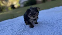 Callie (purple), a female Yorkshire Terrier for sale in Fort Walton Beach, FL – 3 of 9