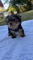 Callie (purple), a female Yorkshire Terrier for sale in Fort Walton Beach, FL – 2 of 9