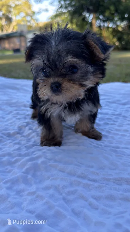 Callie (purple) – Yorkshire Terrier puppy for sale in Fort Walton Beach, FL