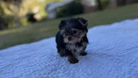 Callie (purple), a female Yorkshire Terrier for sale in Fort Walton Beach, FL – 4 of 9