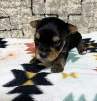 Zay, a male Yorkshire Terrier for sale in Niceville, FL – 2 of 2